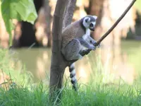 Parc botanique et zoologique de Tsimbazaza